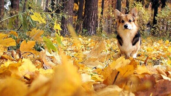 在美丽的秋天森林里散步的威尔士柯基犬
