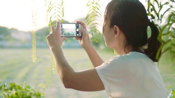 一名女子用智能手机拍摄一片稻田