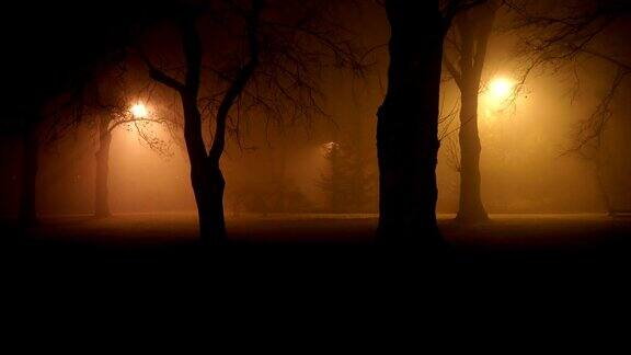 森林中神秘的迷雾之夜