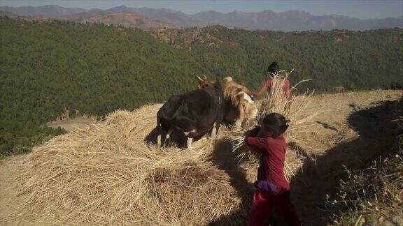 年轻的尼泊尔女孩赶着牛去踩干草
