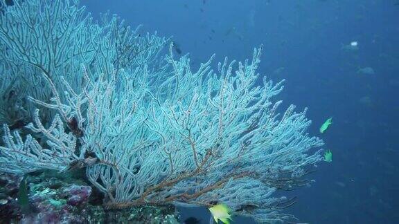 白海扇珊瑚泰国安达曼海