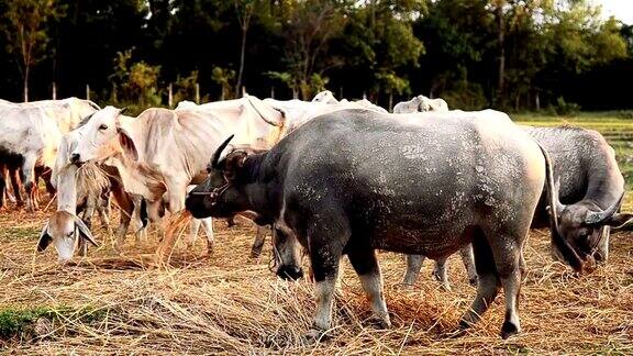 ฺ水牛和奶牛在日落草地上吃草