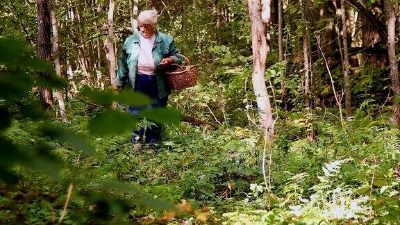 一位上了年纪的妇女穿过树林寻找蘑菇