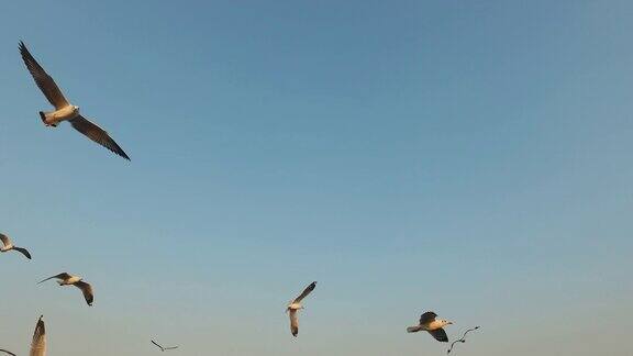 海鸥飞过日落