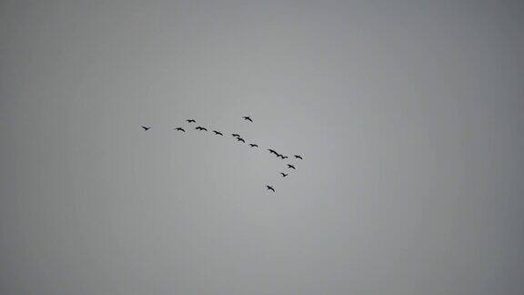 雨后一群或一群候鸟在多云的天空下沿着海岸飞过大海慢动作