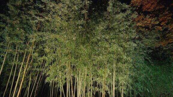 竹林与微风的夜晚