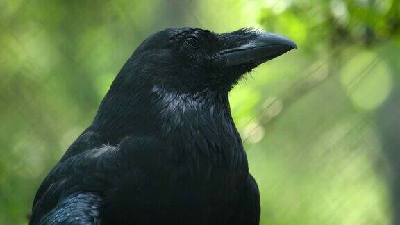 乌鸦(Corvuscorax)也被称为北方乌鸦是一种大型的全黑色雀形目鸟类它遍布北半球是所有鸦科动物中分布最广的