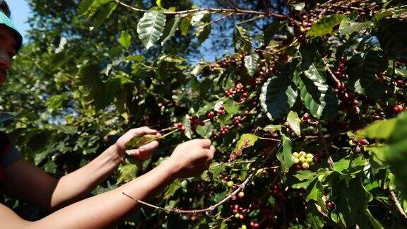 亚洲男子农民在咖啡树收获咖啡豆