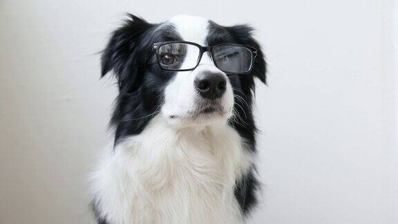 滑稽的工作室肖像微笑的小狗狗边境牧羊犬在眼镜孤立的白色背景小狗盯着眼镜回到学校很酷的书呆子的风格有趣的宠物动物生活理念