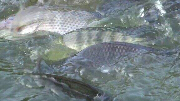 4K特写镜头在台湾的池塘里喂鲤鱼