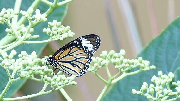 美丽的蝴蝶从花中吸取一些芳香