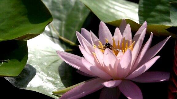 蜜蜂飞过粉红莲花