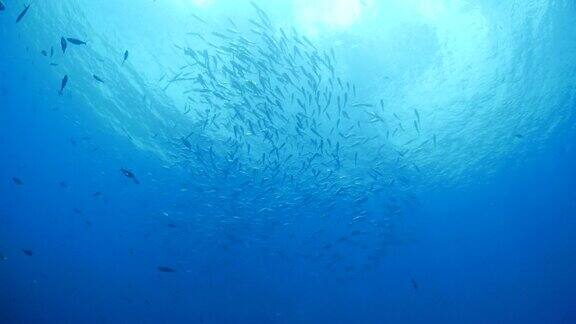 鲹鱼在海里成群游动
