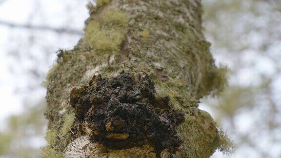 爱沙尼亚树干上的黑色蘑菇