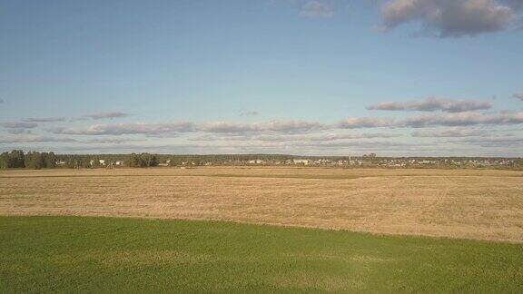 全景大的金色和绿色的田野映衬着蓝色的天空