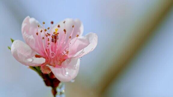 水滴落在桃花上