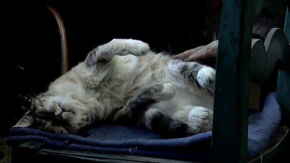 一位老人的手抚摸着一只睡在椅子上的虎斑猫关闭了