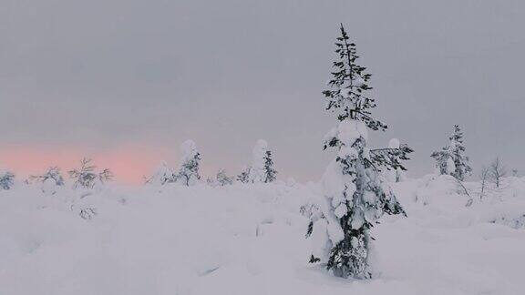 罕见的树木和大量的雪在日落