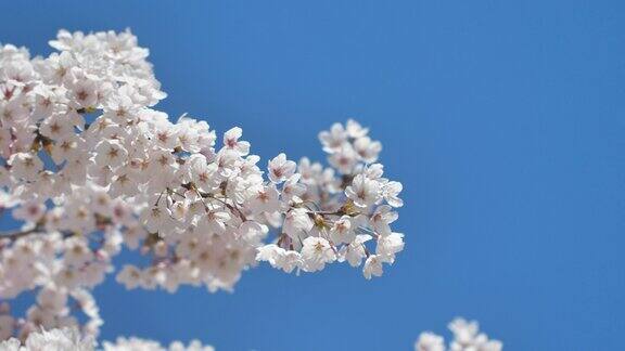 春天的樱花蓝天为背景