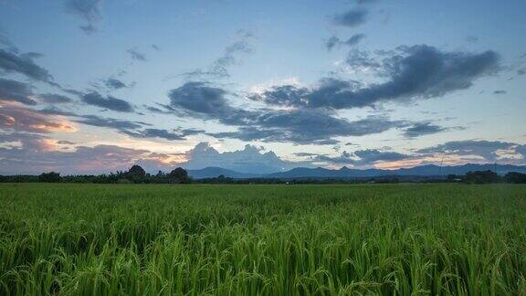 4K时间流逝:稻田和美丽的日落