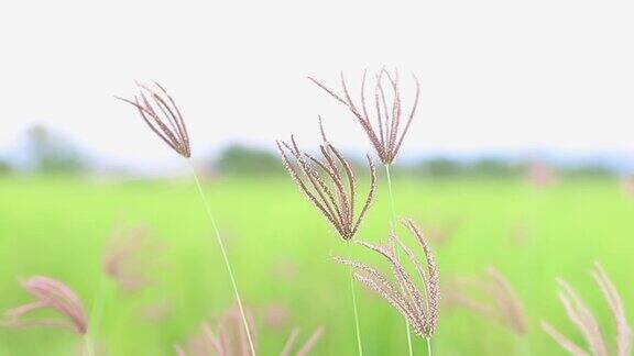 慢动作自然颜色的草随风吹在大草原草甸草地