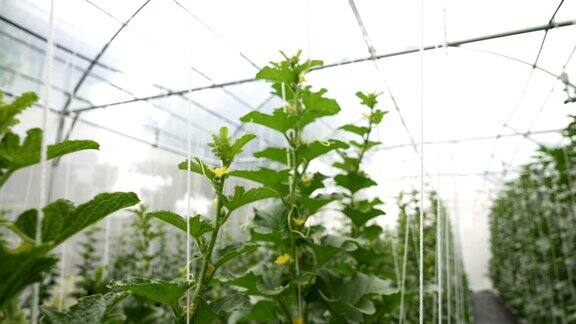 绿色有机香瓜在温室农场种植