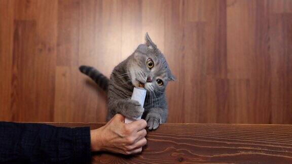 饥饿的猫舔着主人手上的复合维生素膏管