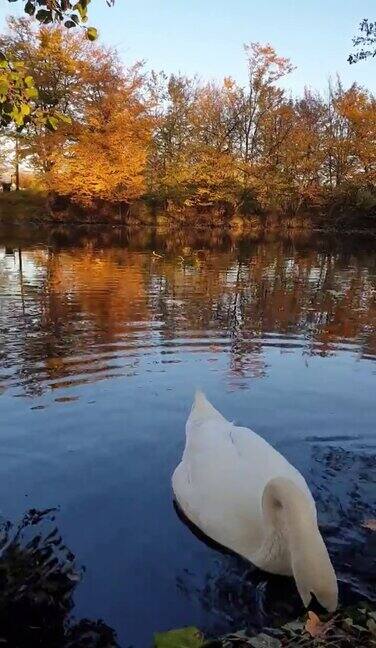 秋天城市湖中的天鹅