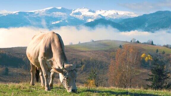在夏季高山草甸上吃草的牛