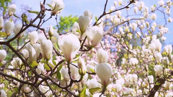 春天的花园里白玉兰树迎风摇曳
