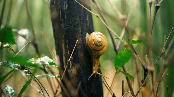 好奇的蜗牛爬上树