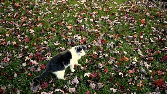 小白猫和小黑猫在落叶的草地上玩耍