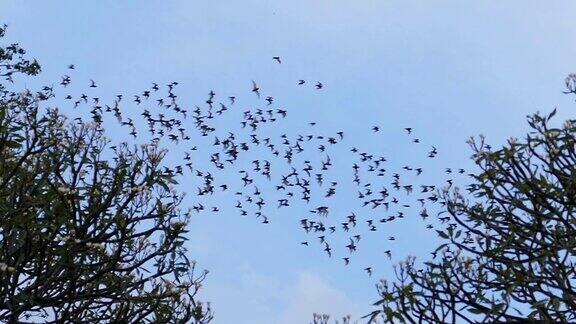 蝙蝠群在天空中飞翔