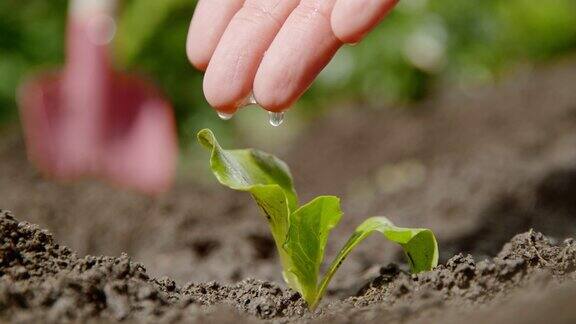 CU超慢动作水从指尖滴落在土壤中的绿色树苗上