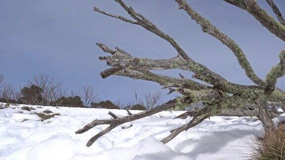 美丽的雪山景观澳大利亚