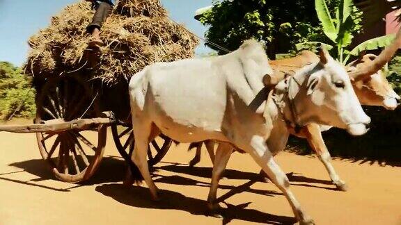 农民驾着装满干草的牛车走在尘土飞扬的路上