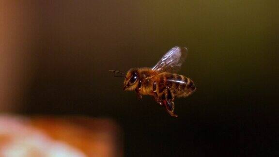 欧洲蜜蜂意大利蜜蜂飞行中的蜜蜂回到蜂巢慢镜头