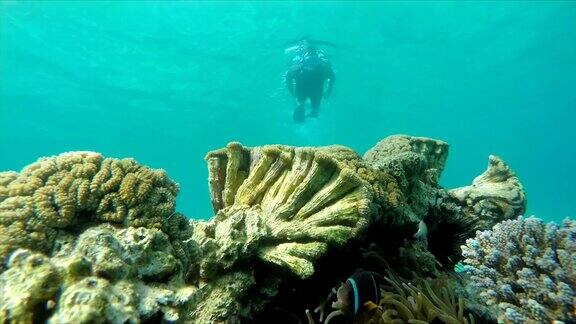 潜水员游向珊瑚礁