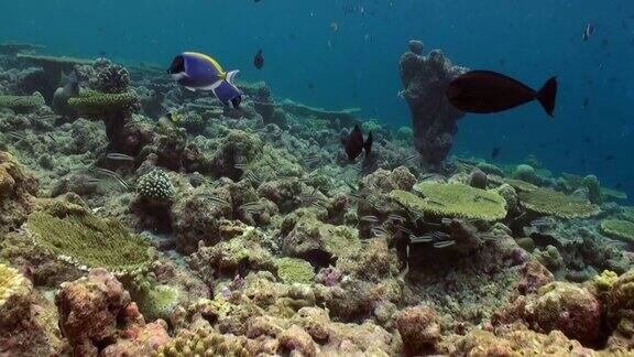 水下珊瑚礁景观马尔代夫