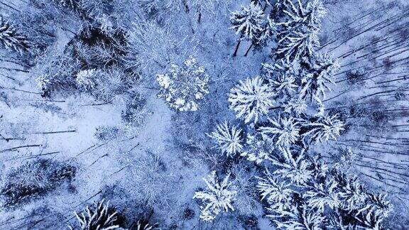 冬天下雪的森林波兰野生动物的鸟瞰图