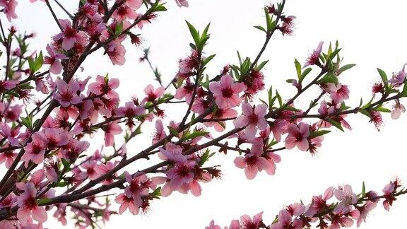 粉红色的桃花在春天的花园里盛开
