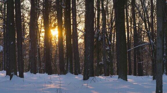 白雪覆盖的森林里的日落太阳在地平线下落下在冬天透过树木照耀