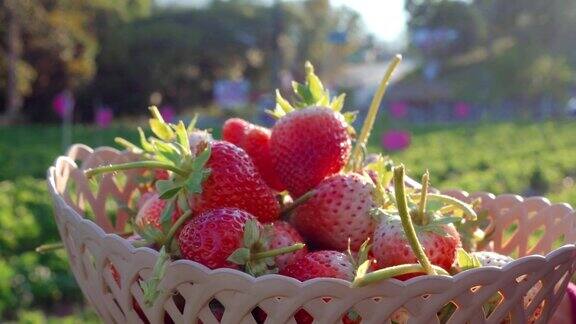 在农场里摘草莓的女人
