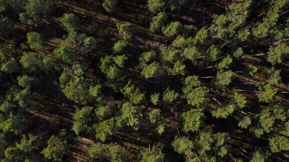 无人机俯瞰春天的松树林