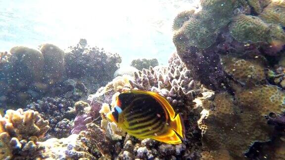 蝴蝶黄鱼和其他彩色鱼漂浮在红海附近的珊瑚礁埃及
