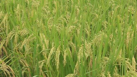 稻田在风中