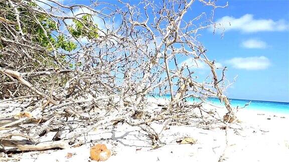 HD多莉:沙滩上的干树枝