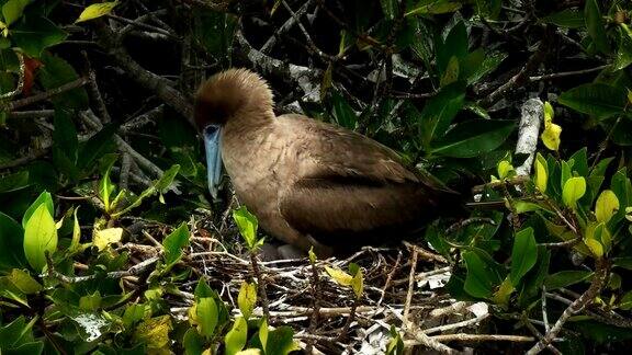在加拉帕戈斯群岛的热诺维萨岛上筑巢的红足鲣鸟的特写