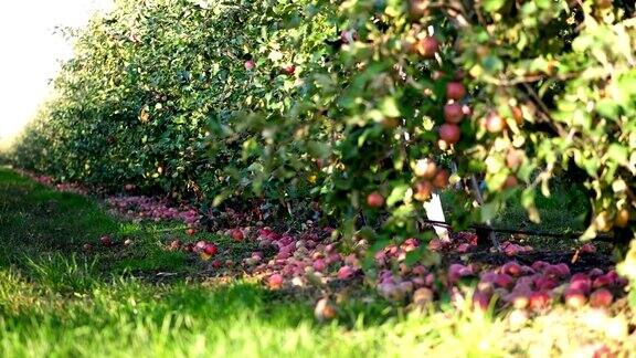 近看果园里的苹果树下许多成熟的苹果掉落在地上初秋农场里的苹果收获了