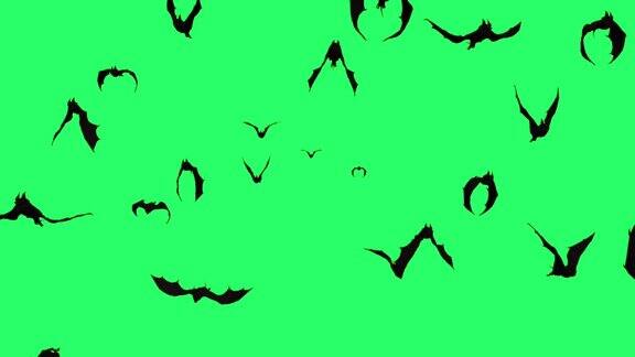 动画黑色蝙蝠在绿色背景上单独飞行